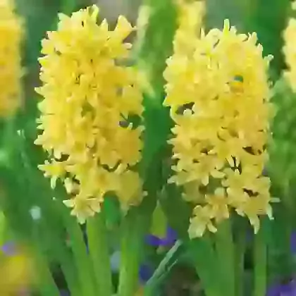 Yellow Stone